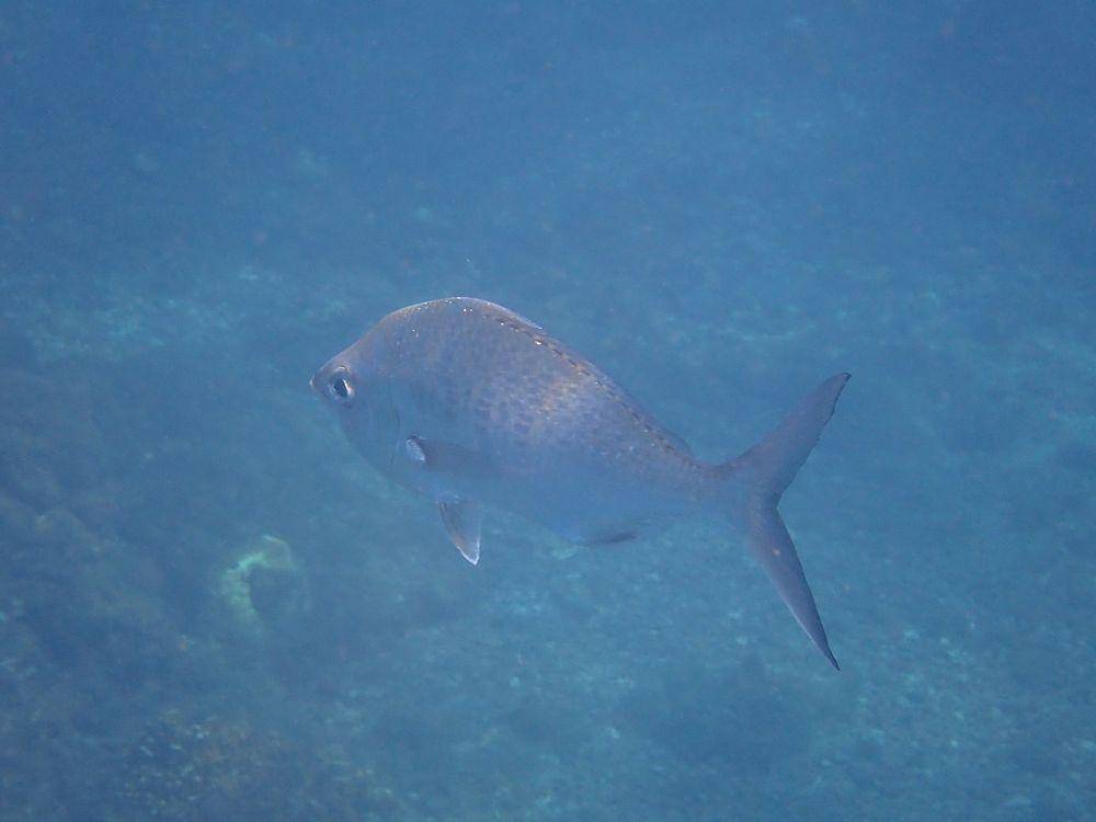ilustrasi ikan mojarra, Gerres cinereus (commons.wikimedia.org/keesgroenendijk)