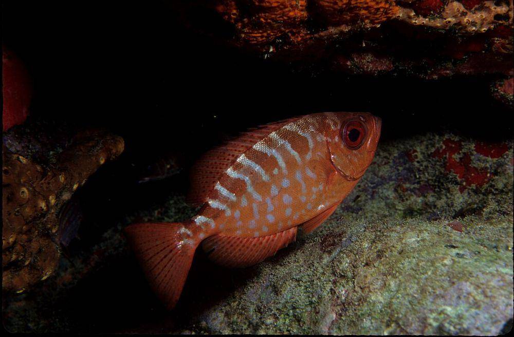 ilustrasi big eyes fish genus Heteropriacanthus (commons.wikimedia.org/NOAA)