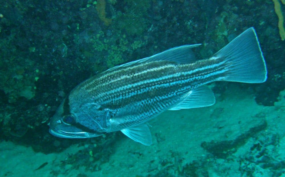 5 Fakta Famili Glaucosomatidae, Hidup di Perairan Dangkal