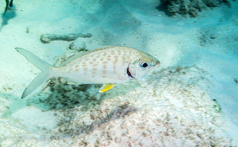 ilustrasi ikan mojarra, Gerres cinereus (commons.wikimedia.org/jbrasher)