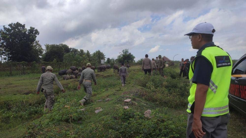 Bahayakan Penerbangan, Petugas Tertibkan Kerbau Sekitar Bandara Lombok