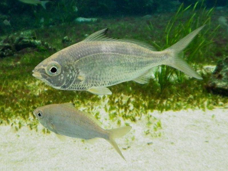 ilustrasi ikan mojarra (commons.wikimedia.org/ふうけ)