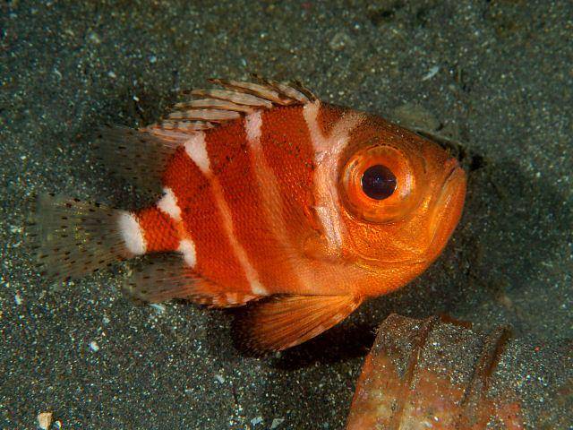 ilustrasi big eyes fish genus Pristigenys (commons.wikimedia.org/Izuzuki)
