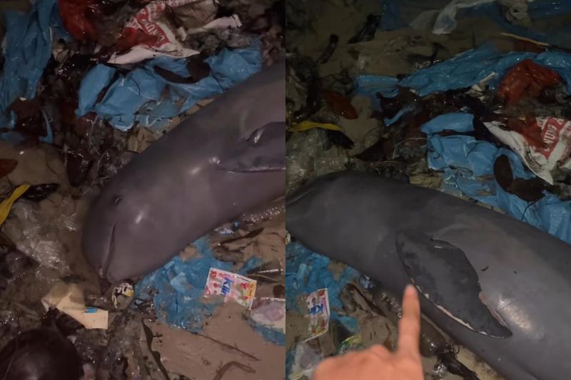 Viral, Lumba-lumba Mati Mengenaskan di Atas Tumpukan Sampah