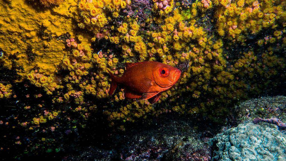 ilustrasi big eyes fish genus Priacanthus (commons.wikimedia.org/Joalo D'Andretta)