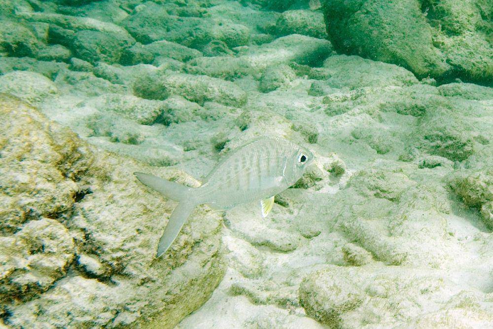 ilustrasi ikan mojarra, Gerres cinereus (commons.wikimedia.org/Paul Asman)