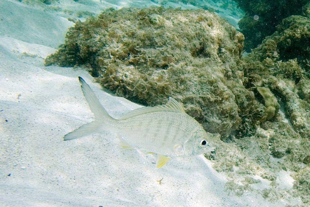 ilustrasi ikan mojarra (commons.wikimedia.org/Paul Asman)