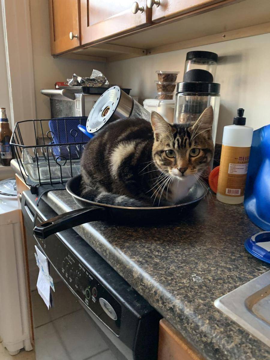 potret kucing ganggu pemiliknya di dapur (reddit.com/user/moxaregr8)