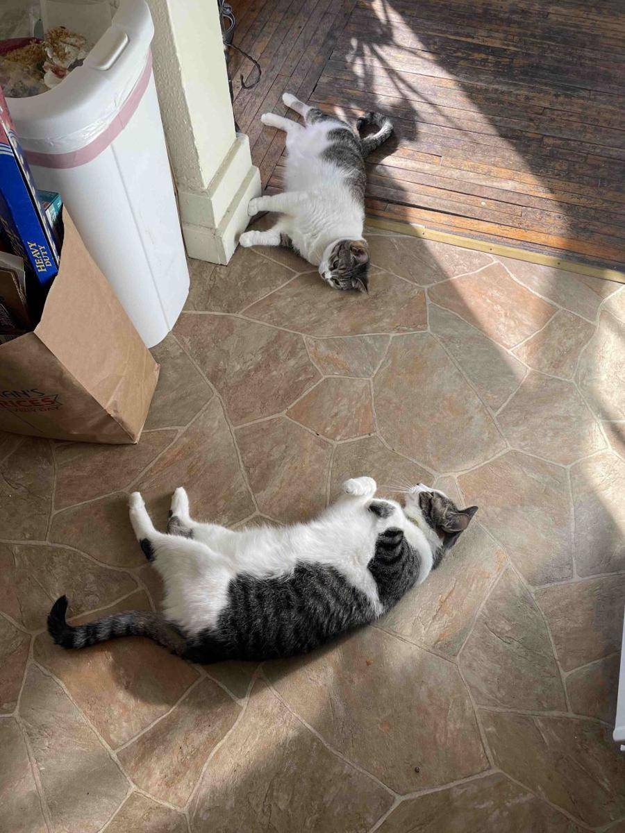 potret kucing ganggu pemiliknya di dapur (reddit.com/user/ready2flamingle)