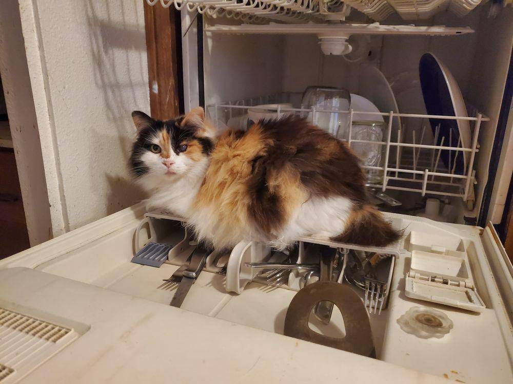 potret kucing ganggu pemiliknya di dapur (reddit.com/user/Arya_Starks_P****)