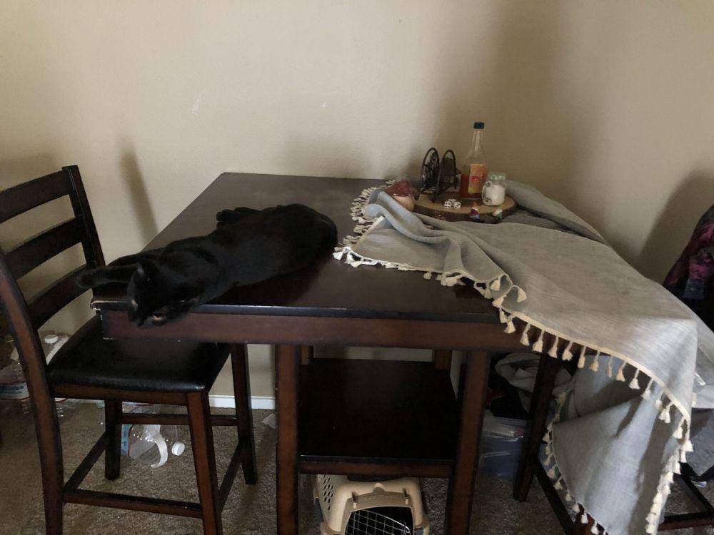 potret kucing ganggu pemiliknya di dapur (reddit.com/user/zardinez)