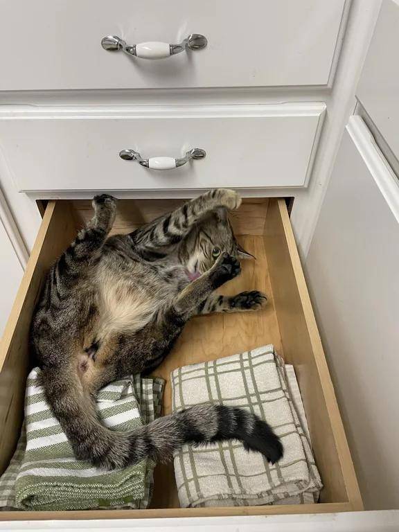 potret kucing ganggu pemiliknya di dapur (reddit.com/user/FairyPressley)