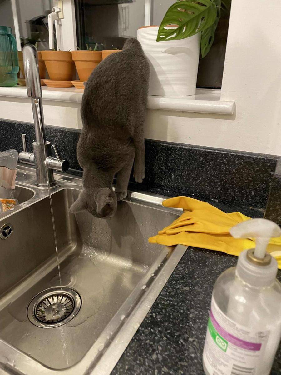 potret kucing ganggu pemiliknya di dapur (reddit.com/user/llamagirl1996)