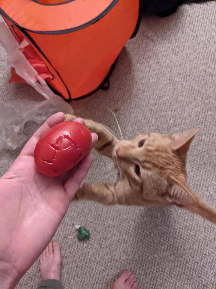 potret kucing ganggu pemiliknya di dapur (reddit.com/user/heytherecatlady)