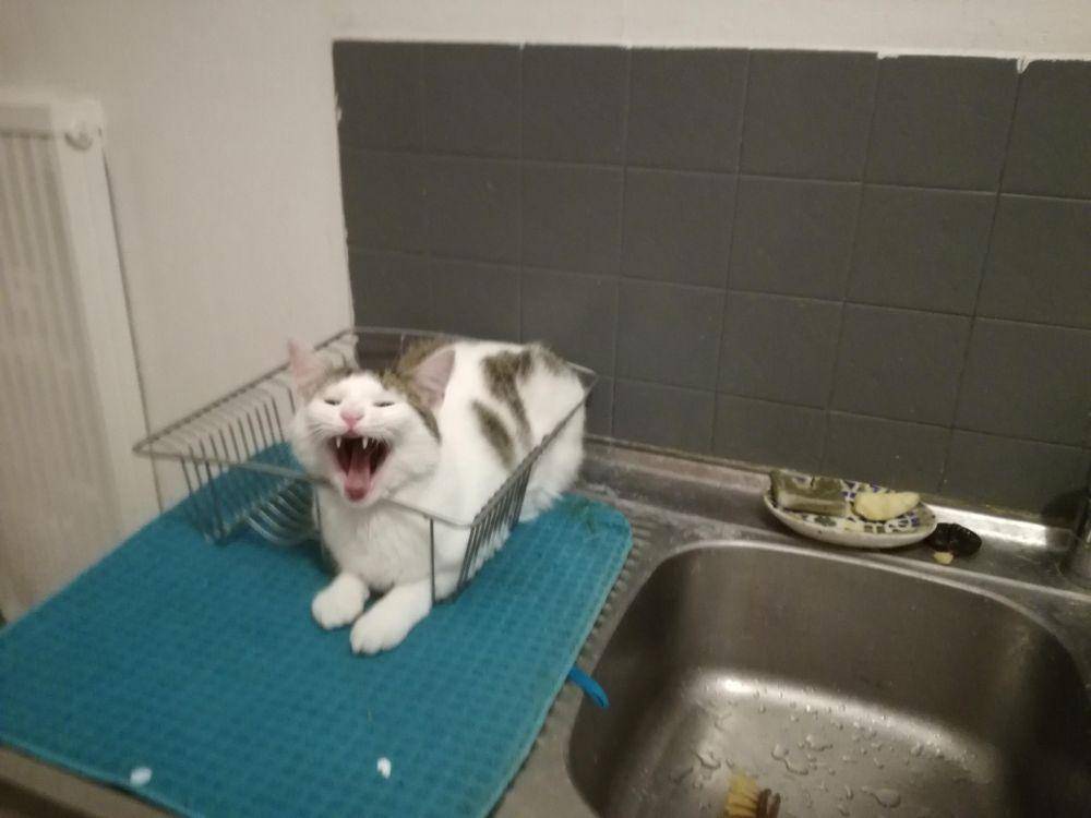 potret kucing ganggu pemiliknya di dapur (reddit.com/user/Notdat)