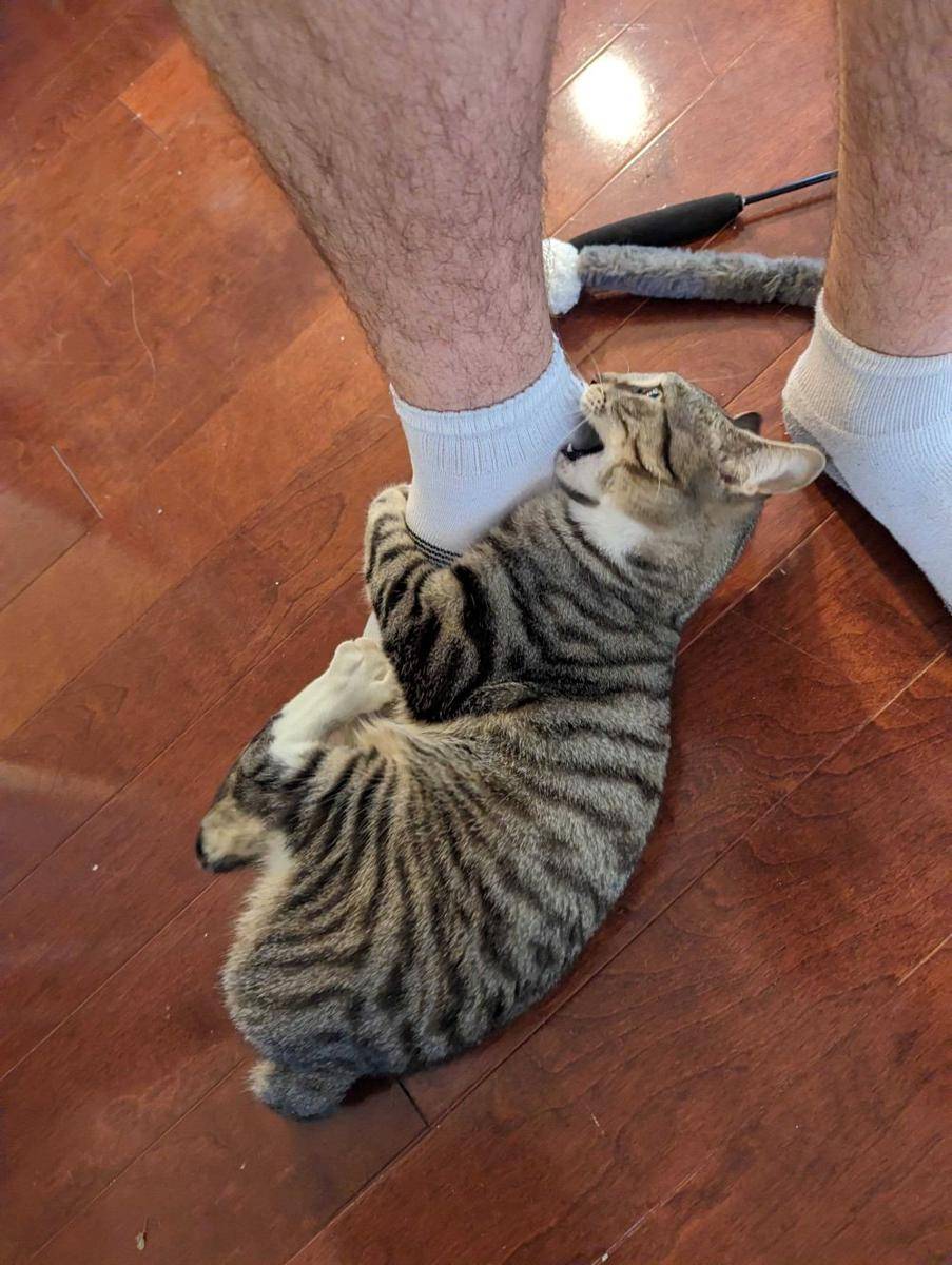 potret kucing ganggu pemiliknya di dapur (reddit.com/user/Cathercy)