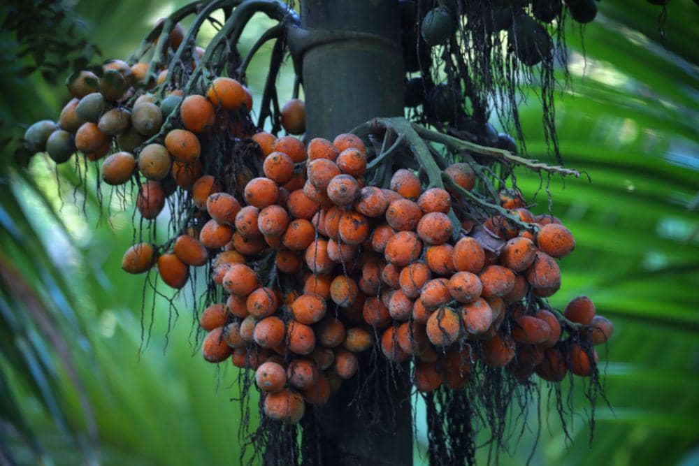 Buah Pinang (pixabay.com/lotusdigitals6)