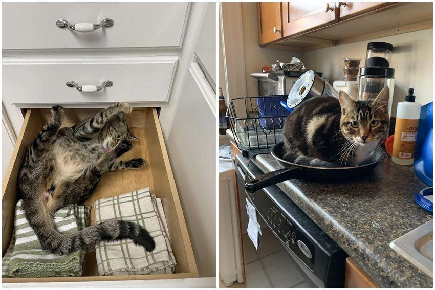 10 Potret Ngeselin Kucing Ganggu Pemiliknya Pas Lagi di Dapur