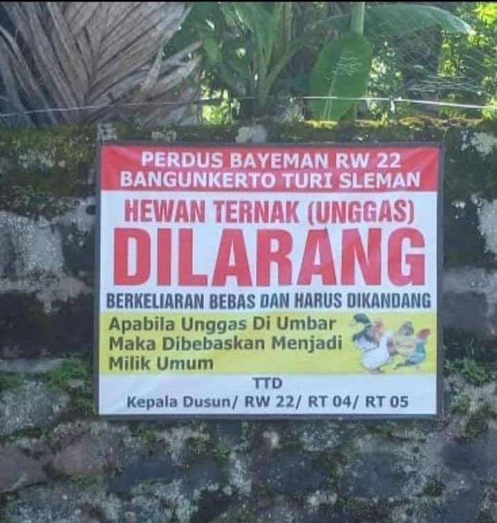 Di Dusun Bayeman Sleman, Unggas Berkeliaran Sah Jadi Milik Orang Lain