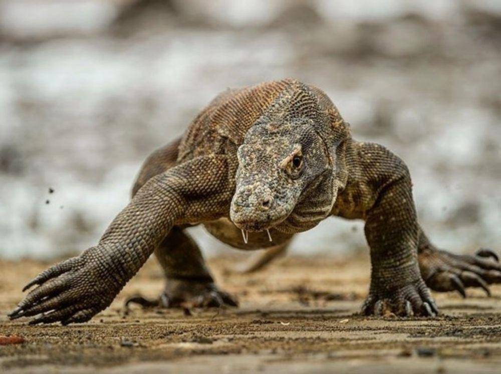 Potret Taman Nasional Pulau Komodo (instagram.com/id.visitindonesia)
