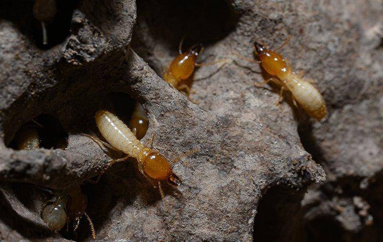 Rayap (lakenormanpest.com/Lake Norman Pest Control)