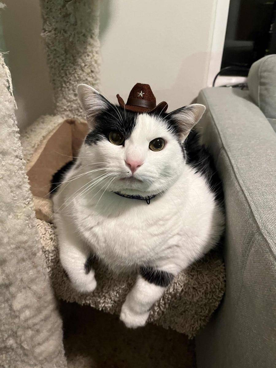 potret kucing gemoy pakai topi (reddit.com/user/lilislemons)
