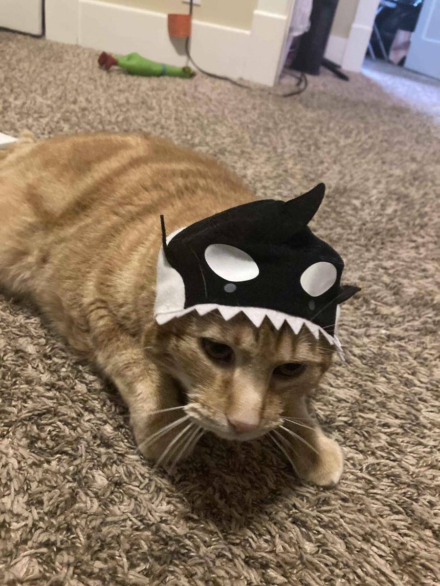 potret kucing gemoy pakai topi (reddit.com/user/Lil_Catpoopy)