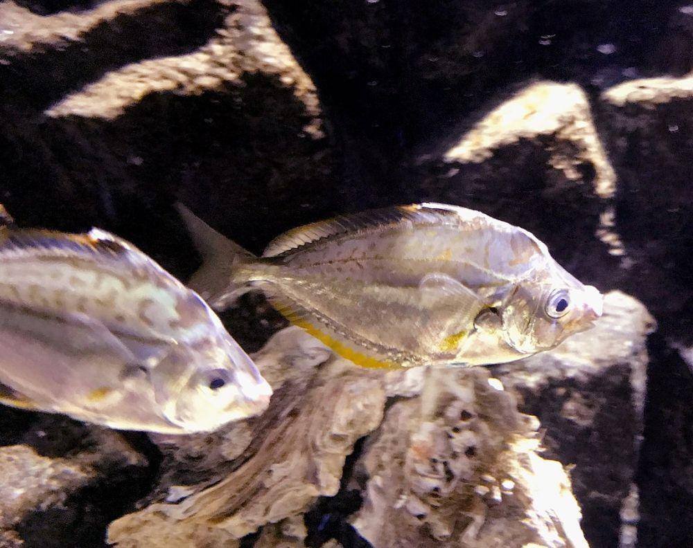 ilustrasi spesies peperek, Nuchequula nuchalis (commons.wikimedia.org/Togabi)