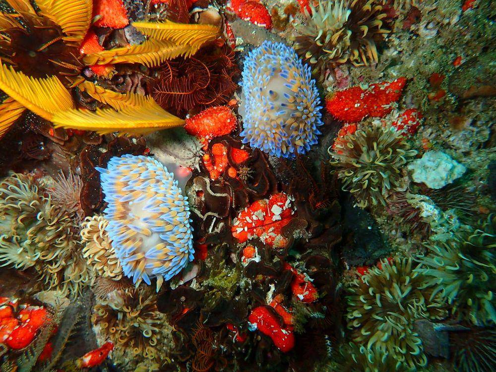 siput laut (commons.wikimedia.org/Peter Southwood)