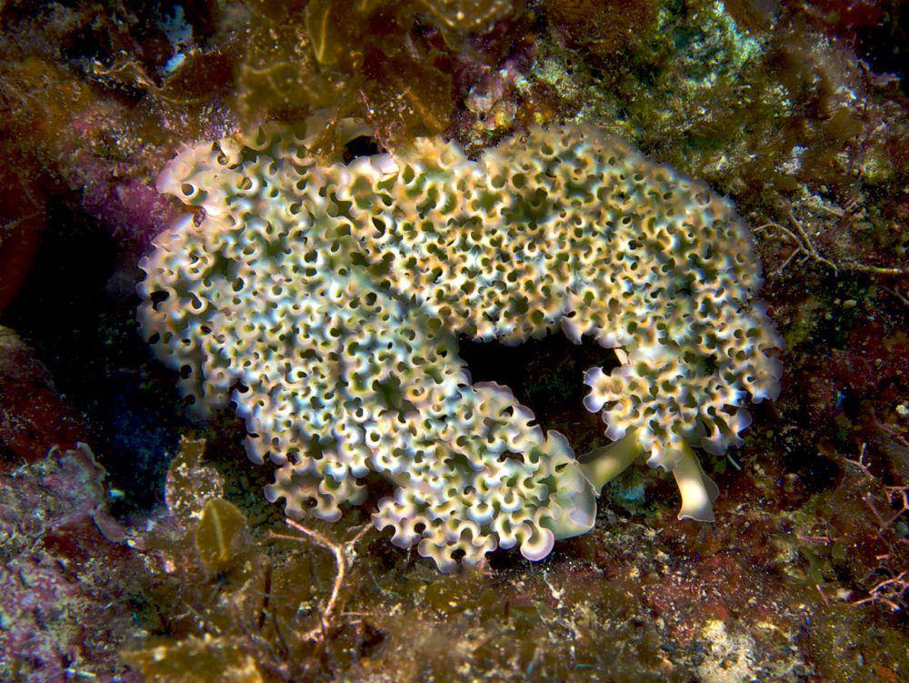 siput laut (commons.wikimedia.org/Nhobgood Nick Hobgood)