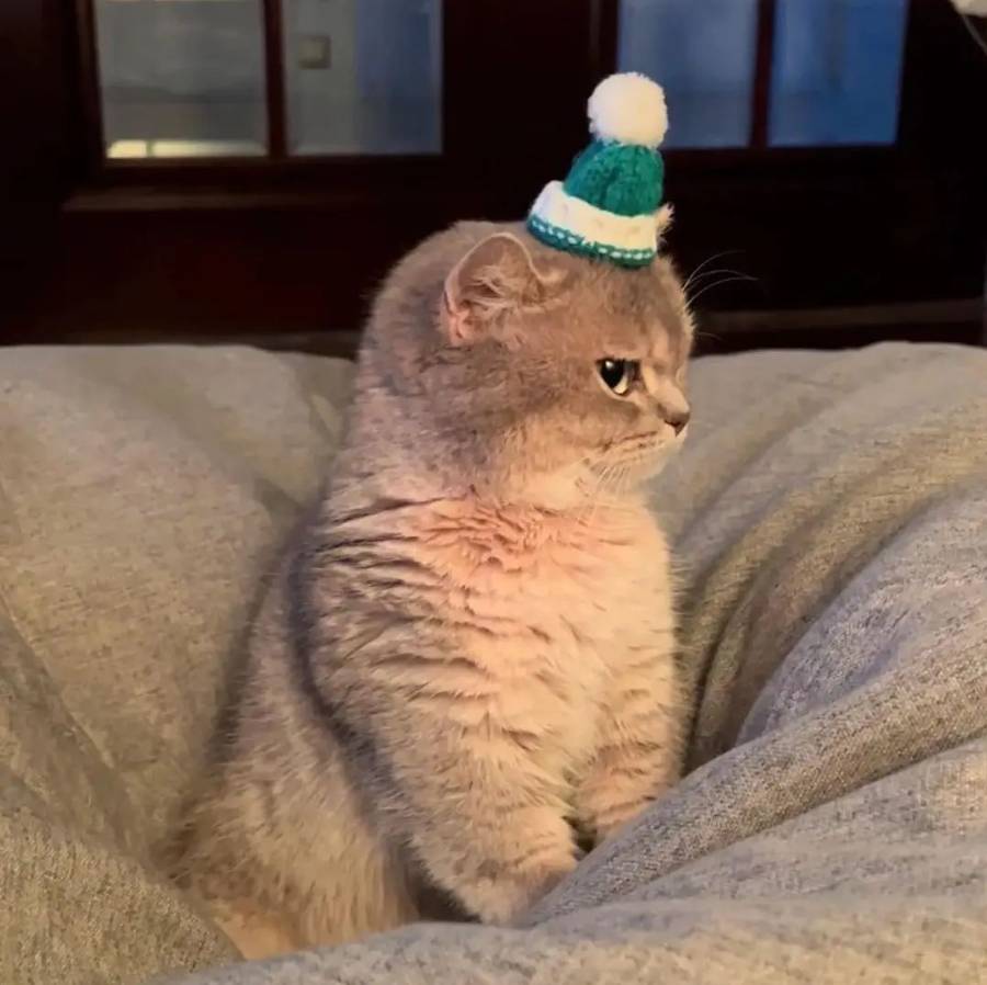 potret kucing gemoy pakai topi (reddit.com/user/True_Ad_8386)