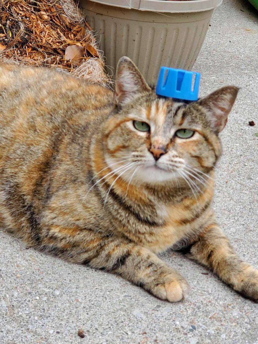 potret kucing gemoy pakai topi (reddit.com/user/Hladky2012)