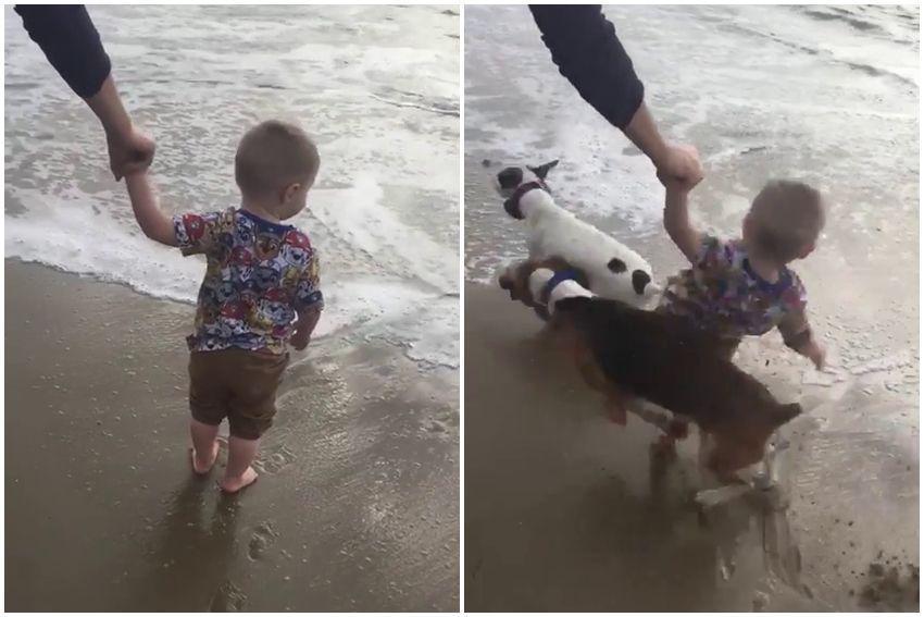 potret momen apes di pantai (reddit.com/user/viniciusvmt1998)