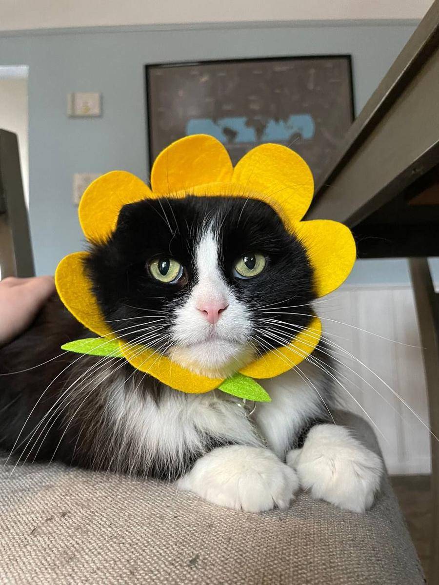 potret kucing gemoy pakai topi (reddit.com/user/ExoticZebra23)