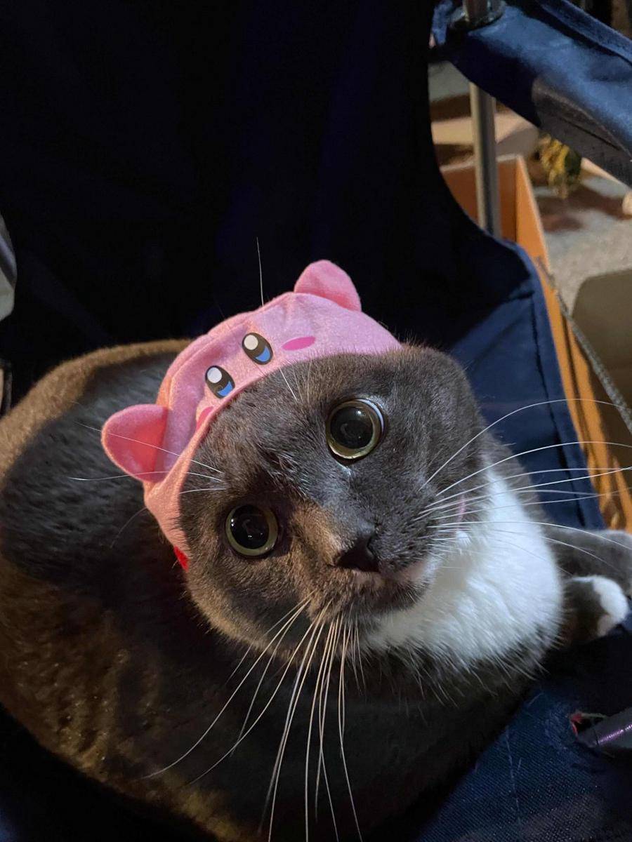 potret kucing gemoy pakai topi (reddit.com/user/UmberWolf9)
