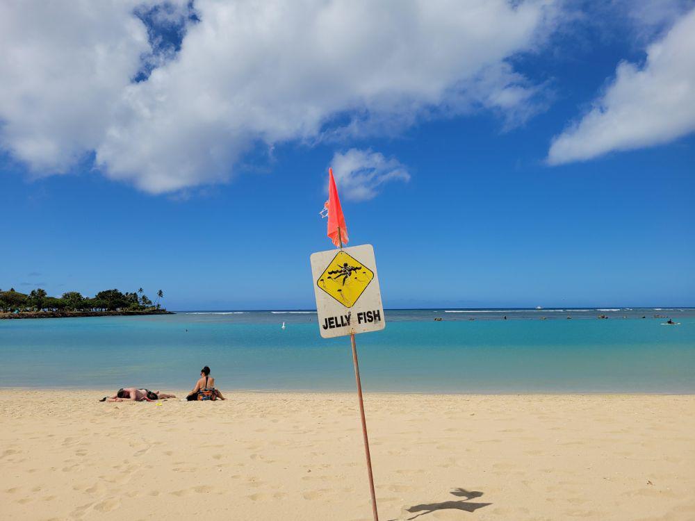potret momen apes di pantai (reddit.com/user/hawaiiinsomniac)