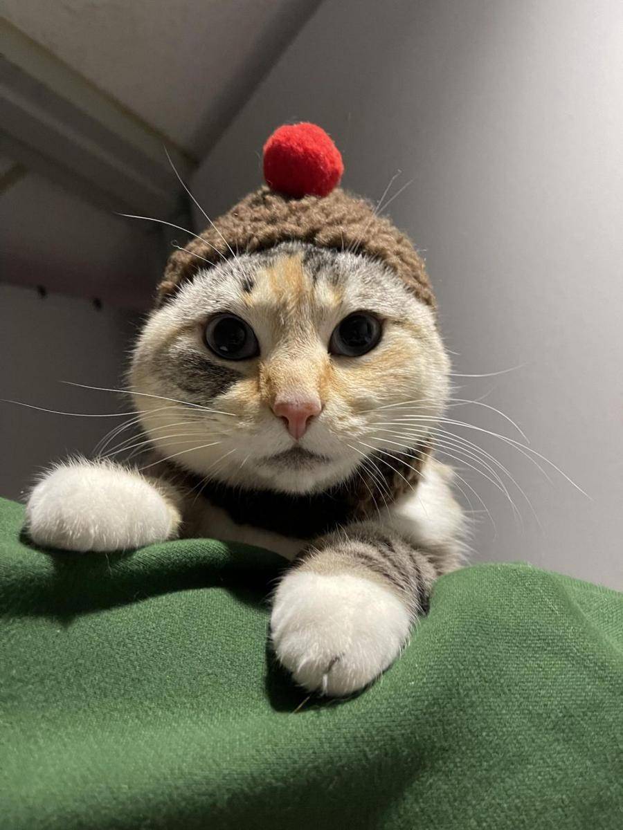 potret kucing gemoy pakai topi (reddit.com/user/Dj-Dart)