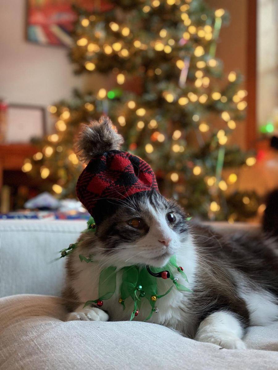 potret kucing gemoy pakai topi (reddit.com/user/humpy_slayer)