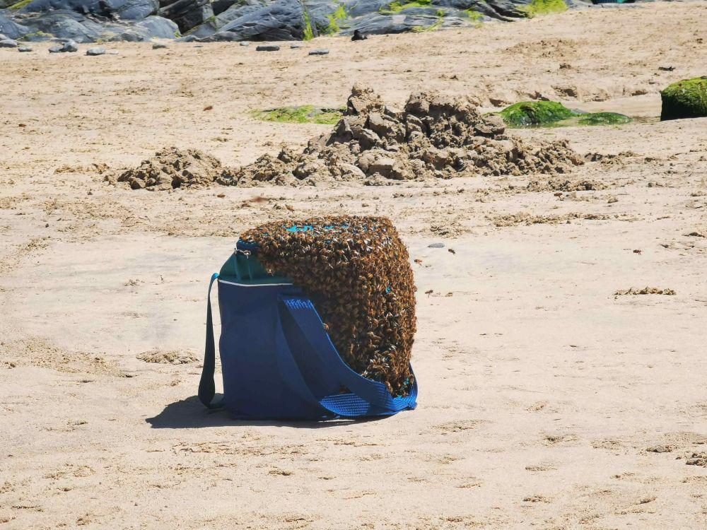 potret momen apes di pantai (reddit.com/user/TheCorpseOfMarx)