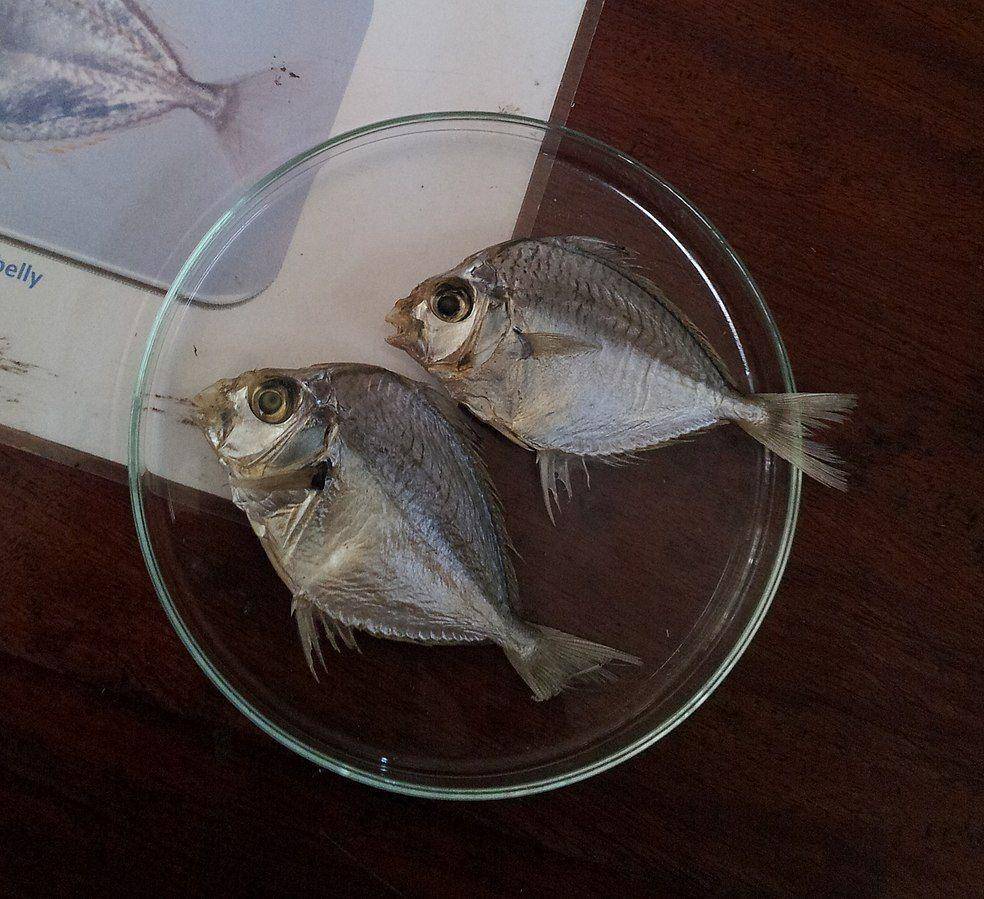 ilustrasi spesies peperek, Karalla (commons.wikimedia.org/Gihan Jayaweera)
