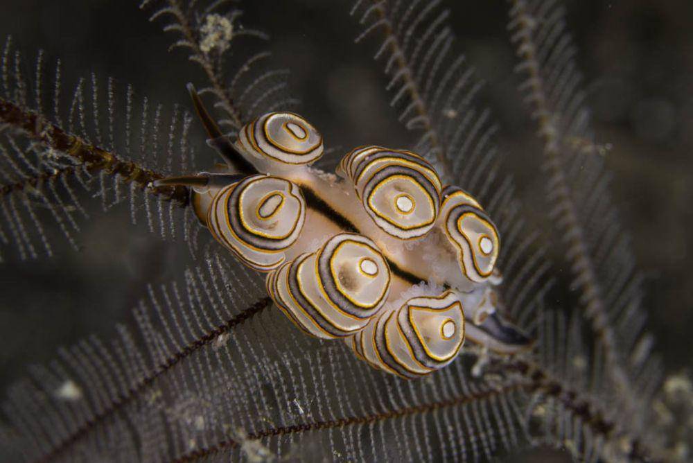siput laut (commons.wikimedia.org/Bernard Picton)