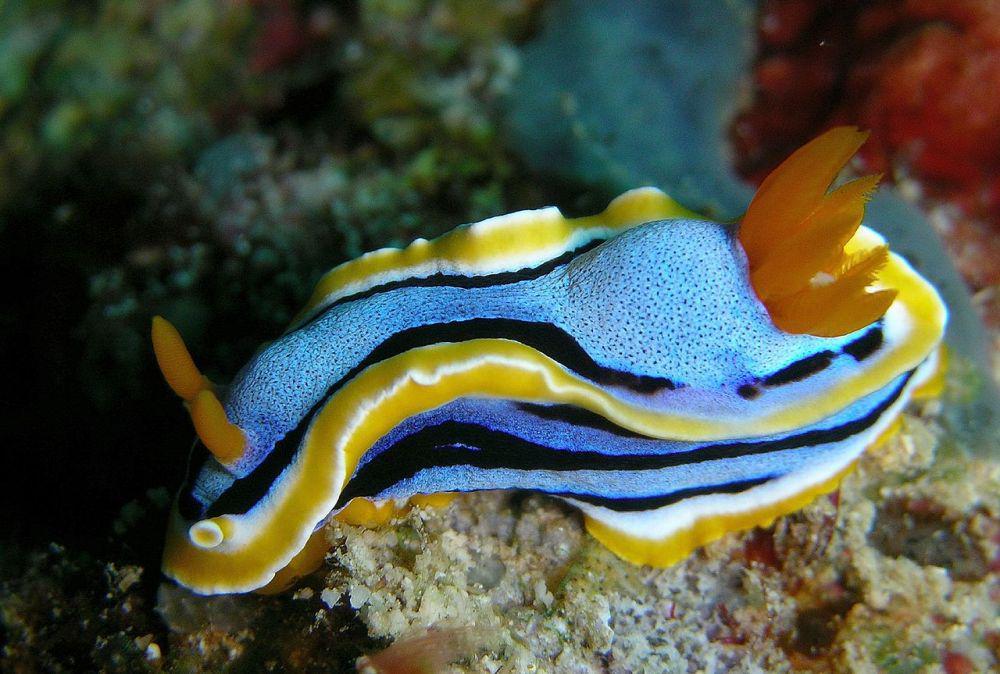5 Fakta Menarik Siput Laut, Imut tapi Berbisa!