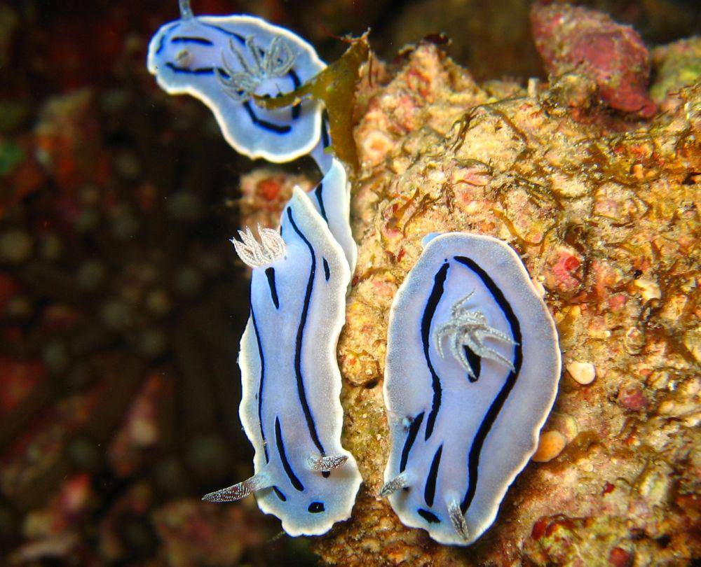 siput laut (commons.wikimedia.org/Juuyoh TANAKA)