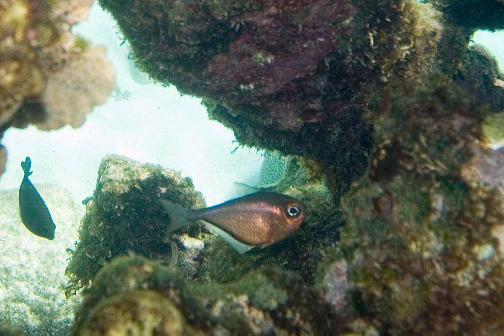 ilustrasi spesies Pempheridae, Pempheris schomburgkii (commons.wikimedia.org/Paul Asman)