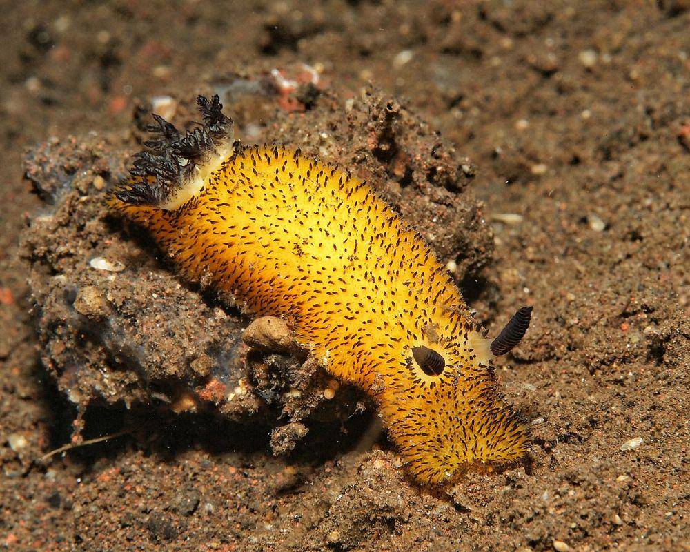 siput laut (commons.wikimedia.org/Steve Childs)