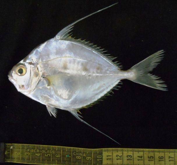 ilustrasi spesies peperek, Leiognathus longispinis (commons.wikimedia.org/Hamid Badar Osmani)