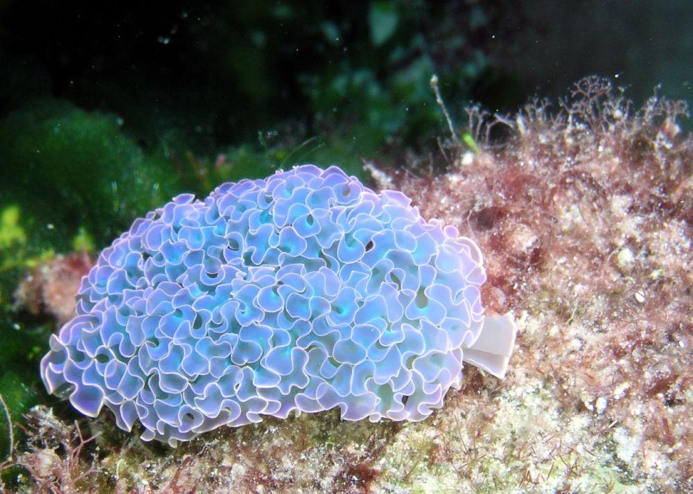 10 Spesies Siput Laut ini Punya Bentuk Unik