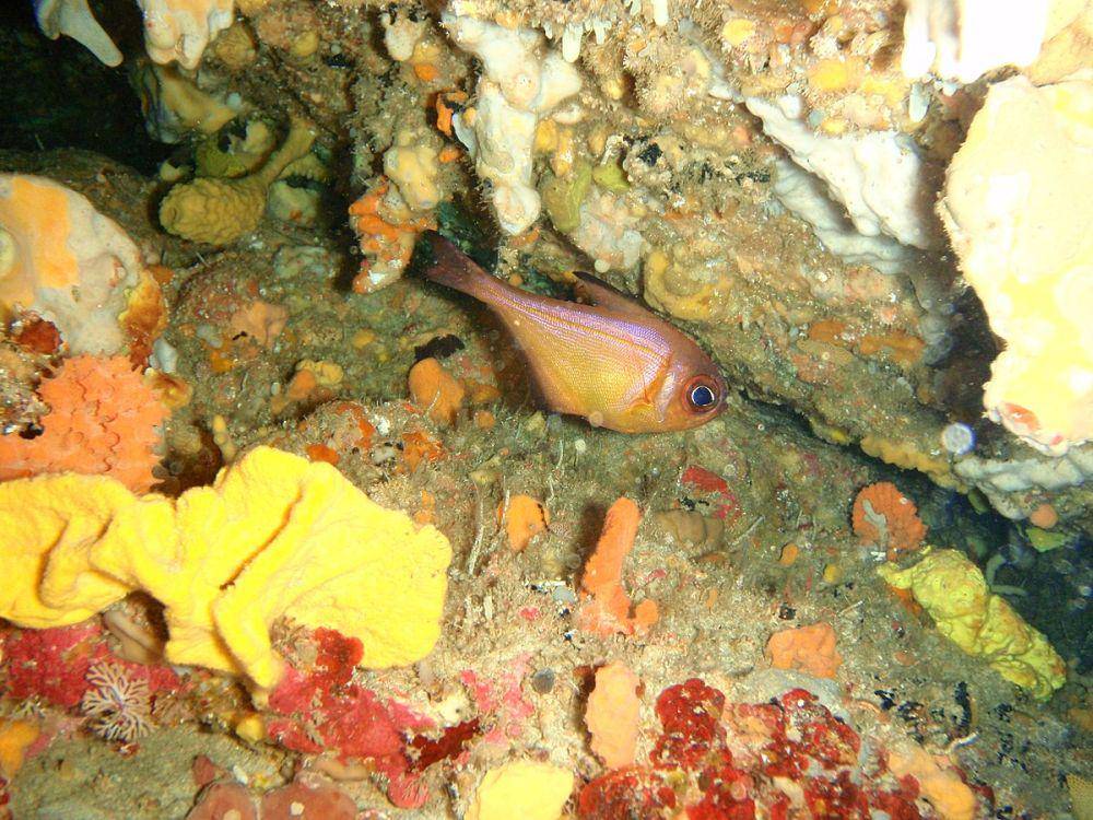 ilustrasi spesies Pempheridae, Pempheris klunzingeri (commons.wikimedia.org/Peter Southwood)