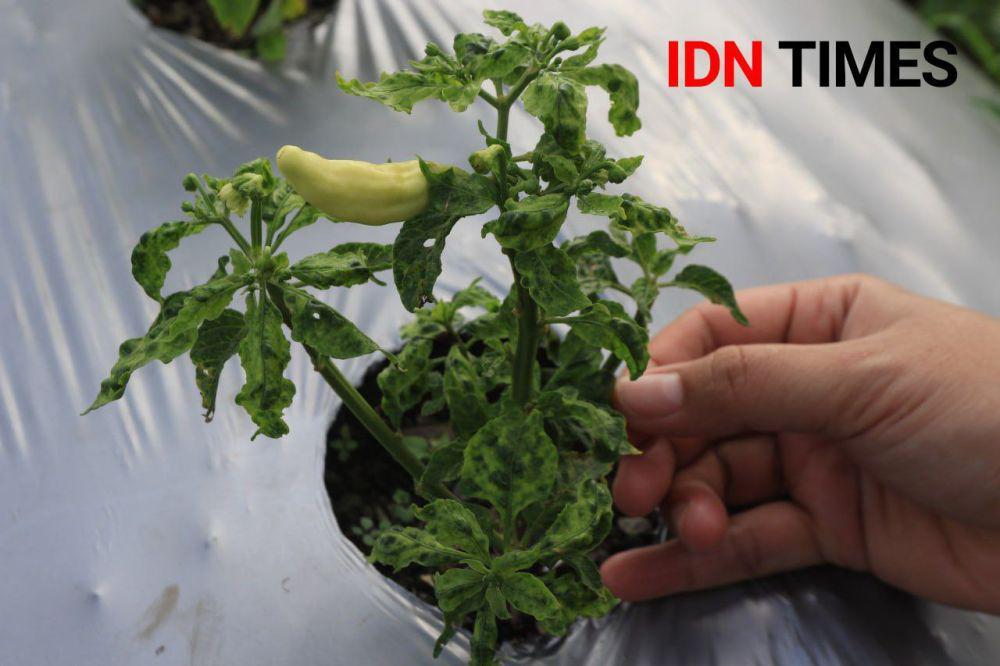 Pohon Kerdil Bikin Harga Murah, Petani Cabai di Banyuwangi Sambat