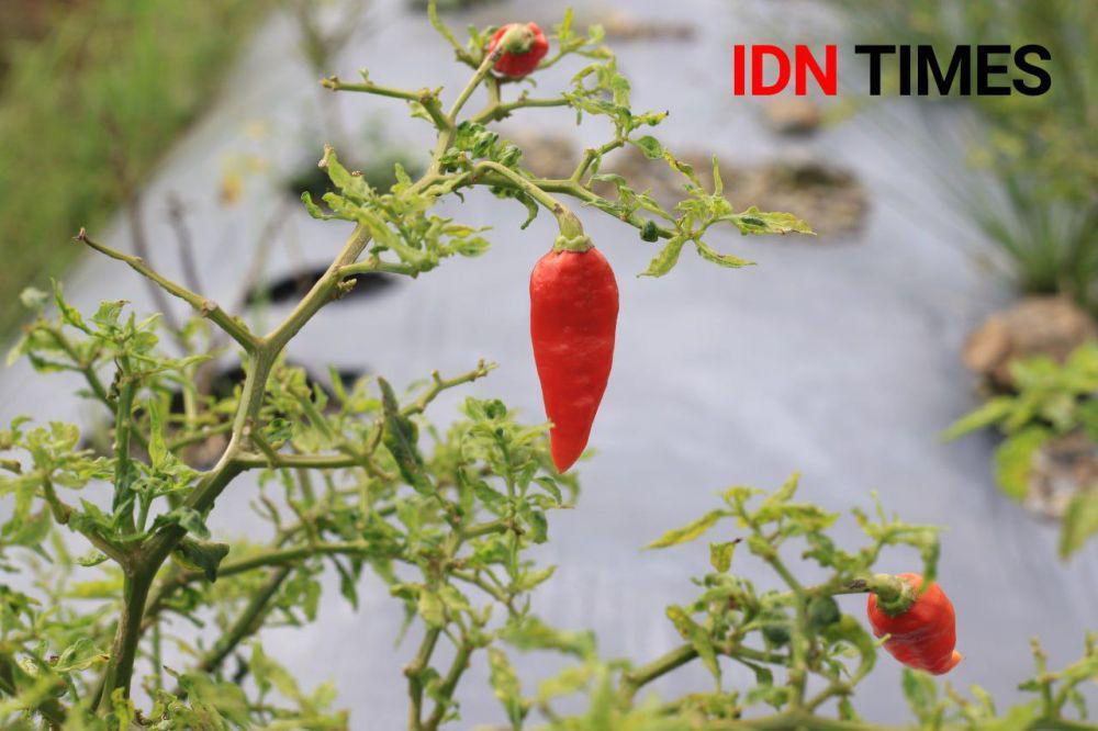 Daun-daun cabai menjadi keriting. (FOTO: IDN Times/ Agung Sedana)